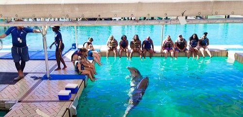 Making Memorable Moments at the Blue Lagoon Dolphin Encounter