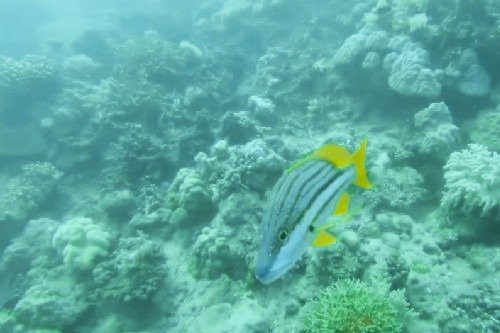 colorful fish at the Great Barrier Reef in Australia