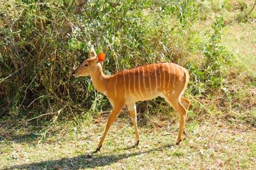 Young Steenbok at one of our game drives at Timbavati Private Nature & Game Reserve near Kruger National Park in South Africa