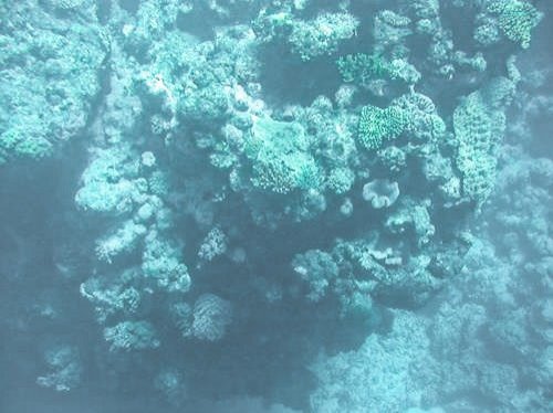 corals seen from the semi-sub at the Great Barrier Reef in Australia