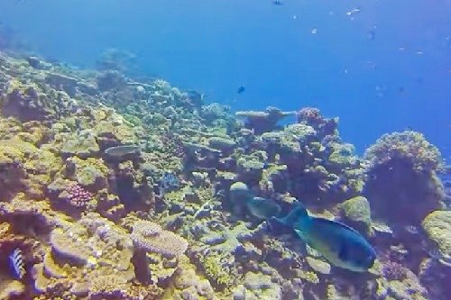 colorful fish at the Great Barrier Reef in Australia