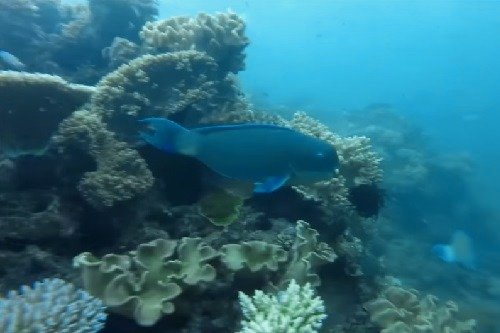 colorful fish at the Great Barrier Reef in Australia