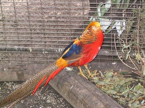 colorful bird at Featherdale Wildlife Park in Sydney, Australia