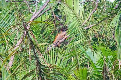 Iguana in a tree on the Monkey River outside Placencia, Belize