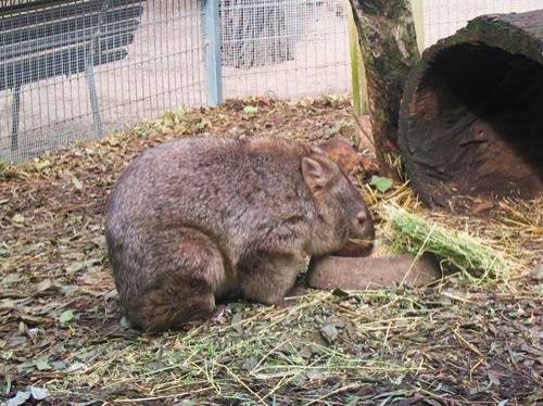 Featherdale Wildlife Park in Sydney, Australia