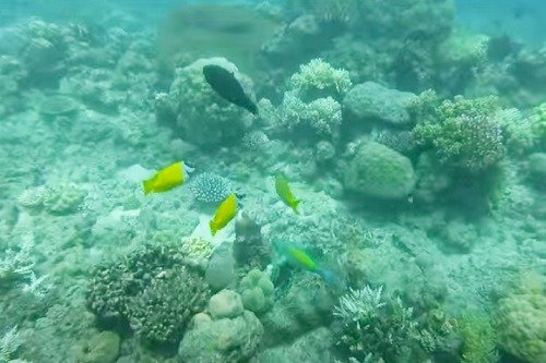 colorful fish at the Great Barrier Reef in Australia