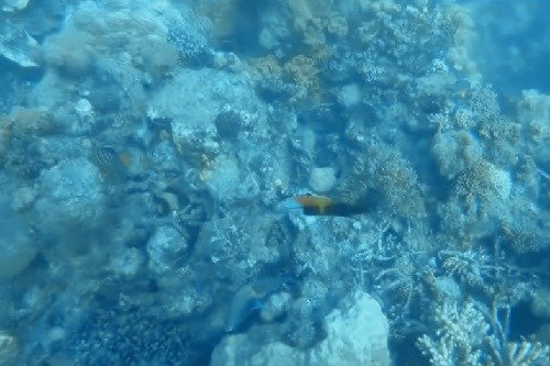 colorful fish at the Great Barrier Reef in Australia