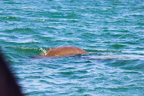 Manatee sighting at the Monkey River tour from Placencia, Belize