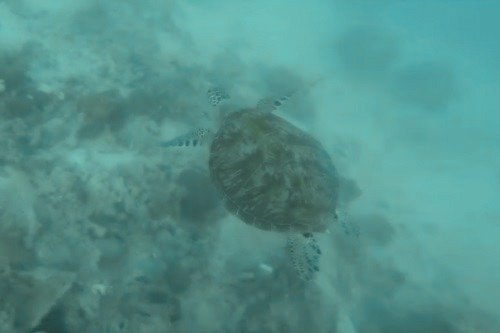 turtle at the Great Barrier Reef in Australiad at Kings Canyon Resort in Watarrka National Park in Australia