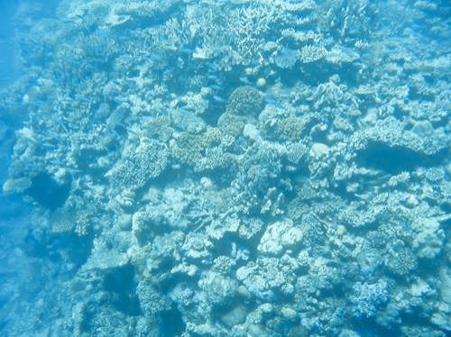 corals seen from the semi-sub at the Great Barrier Reef in Australia