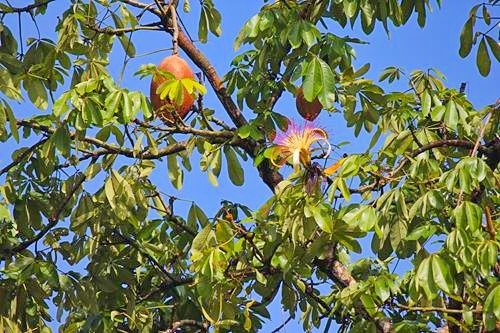 gallery/belize-placencia-monkey16