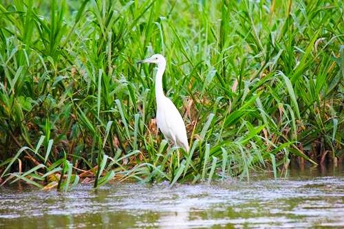 Bird in the Monkey River outside Placencia, Belize