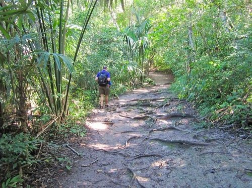 Jungle walk in Tikal