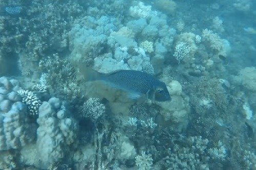 colorful fish at the Great Barrier Reef in Australia