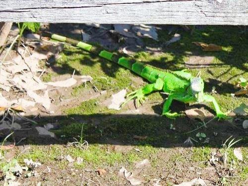 green lizard in Placencia, Belize