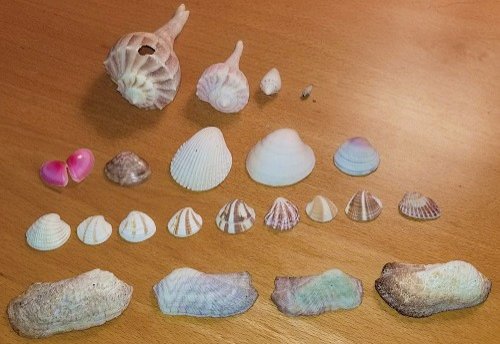 Sea shells found in Holbox