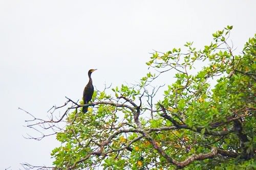 Bird in a tree on the Monkey River outside Placencia, Belize