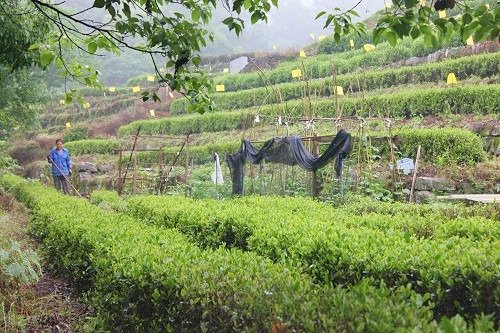 Green Tea Fields at Longjing Village outside Hangzhou, China