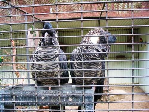 birds at Featherdale Wildlife Park in Sydney, Australia