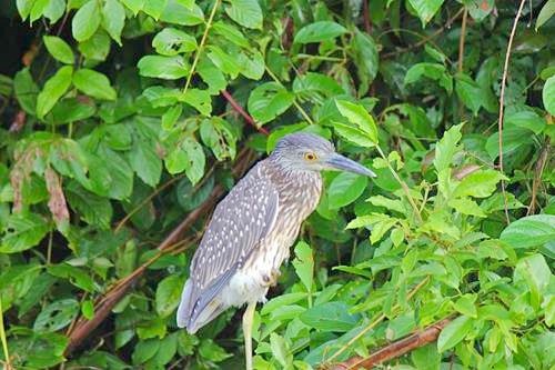 Bird in a tree on the Monkey River outside Placencia, Belize