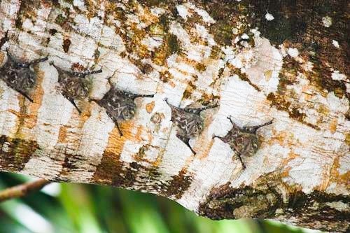 Bats on a tree on the Monkey River outside Placencia, Belize