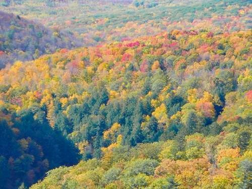 colorful fall foliage in the Pittsburgh area