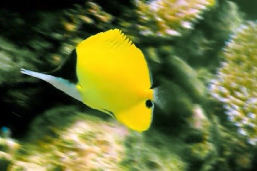 colorful fish at the Great Barrier Reef in Australia