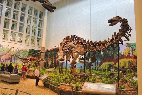 exhibits at the Carnegie Museum of Natural History in Pittsburgh