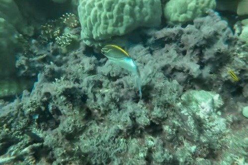 colorful fish at the Great Barrier Reef in Australia