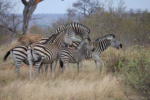 Zebras at one of our game drives at Timbavati Private Nature & Game Reserve near Kruger National Park in South Africa