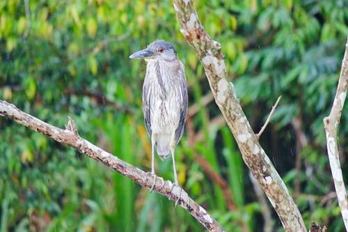 Bird in a tree on the Monkey River outside Placencia, Belize