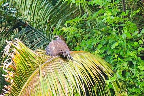 Bird in a tree on the Monkey River outside Placencia, Belize