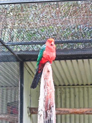 colorful bird at Featherdale Wildlife Park in Sydney, Australia