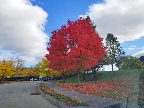 colorful fall foliage in the Pittsburgh area
