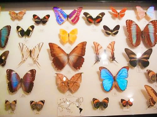 colorful butterflies in the Australian Butterfly Sanctuary in Kuranda, Australia