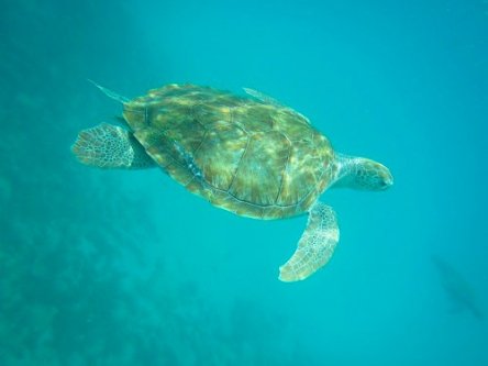 Swimming with turtles catamaran tour in Barbados