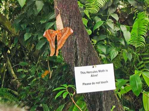 Large butterfly in the Australian Butterfly Sanctuary in Kuranda, Australia