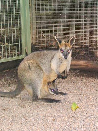 kangaroo at Featherdale Wildlife Park in Sydney, Australia