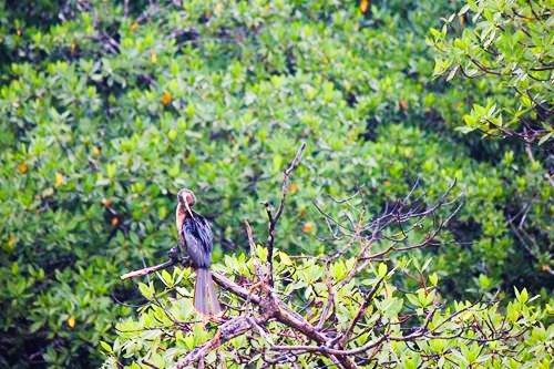 Bird in a tree on the Monkey River outside Placencia, Belize