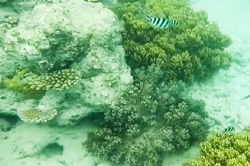 colorful fish at the Great Barrier Reef in Australia