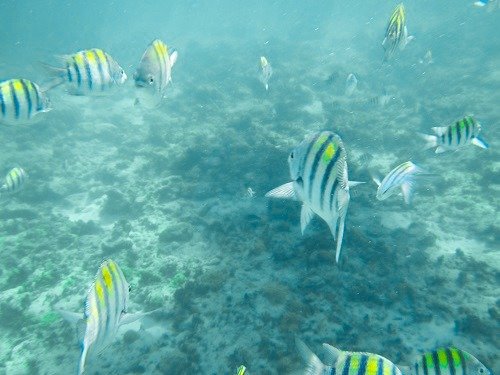 Making Memorable Moments Snorkeling in Nassau