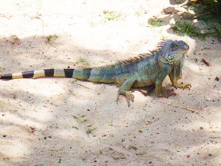 iguana at PINEL ISLAND (ÎLE PINEL) in St. Maarten/St. Martin