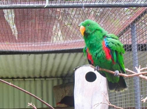 colorful bird at Featherdale Wildlife Park in Sydney, Australia