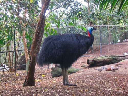 Featherdale Wildlife Park in Sydney, Australia