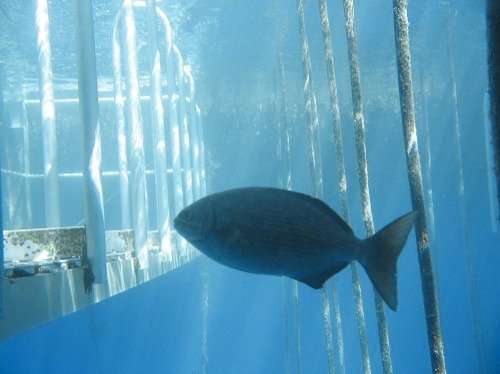 fish seen from the semi-sub at the Great Barrier Reef in Australia