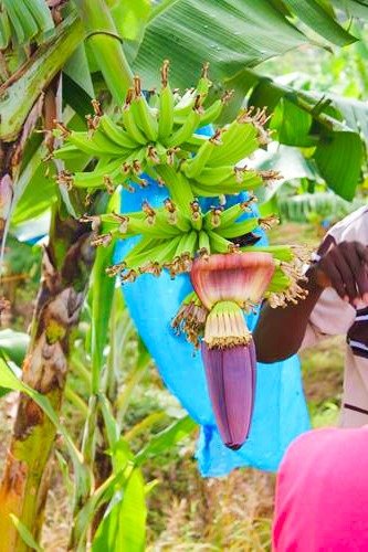 Making Memorable Moments at a Banana Plantation in St Lucia