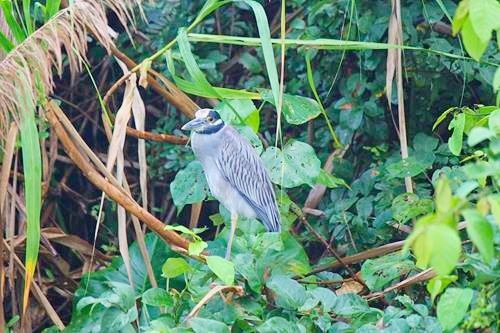 Bird in a tree on the Monkey River outside Placencia, Belize