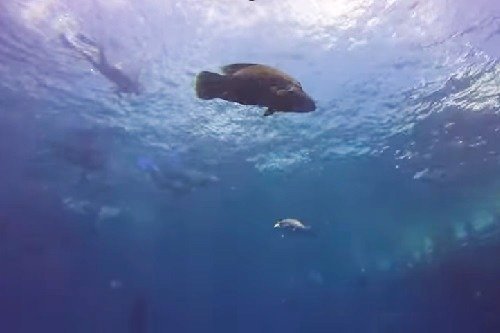 fish at the Great Barrier Reef in Australia