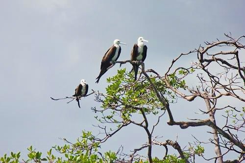 Birds in a tree on the Monkey River outside Placencia, Belize