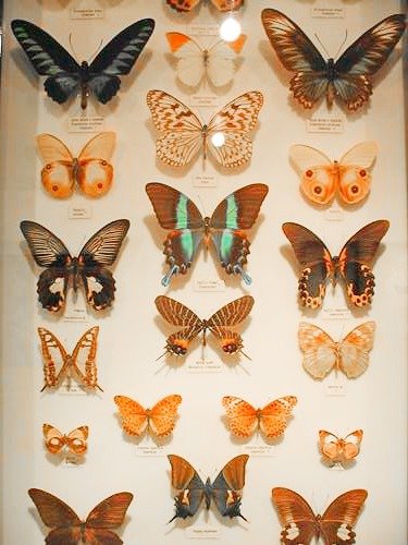 colorful butterflies in the Australian Butterfly Sanctuary in Kuranda, Australia